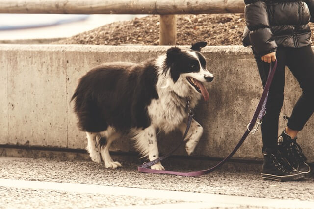 Pet sitting or dog walking is a great way to earn a few extra bucks