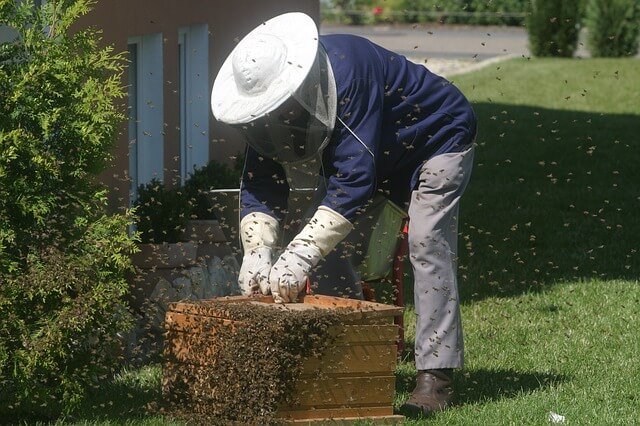 Best Backyard Money Making Ideas Raising Bees