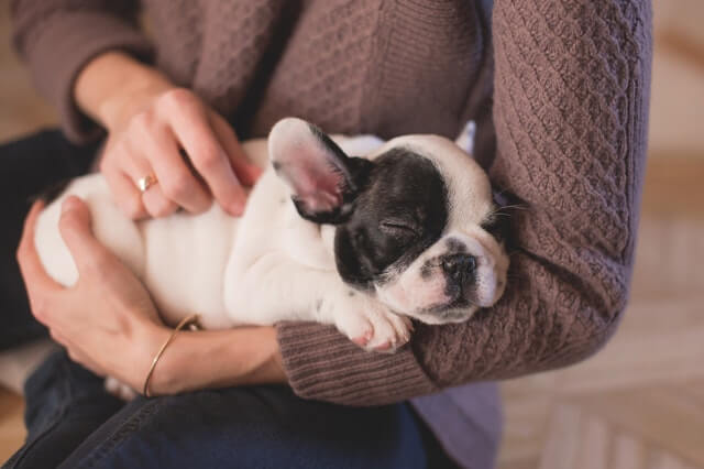 Make extra money massaging pets