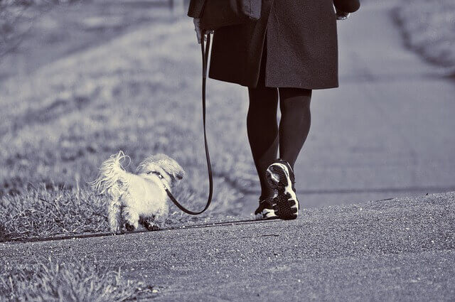 Dog Walking Services - starting a small business from home ideas