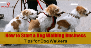 How to Start a Dog Walking Business Tips for Dog Walkers