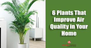 Plants-That-Improve-Air-Quality-in-Your-Home