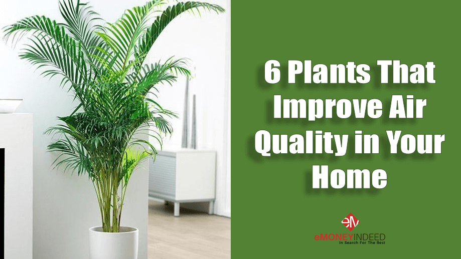 Plants-That-Improve-Air-Quality-in-Your-Home