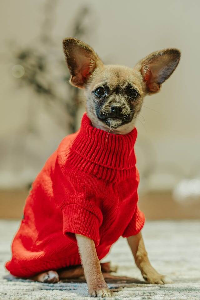 dog clothing line